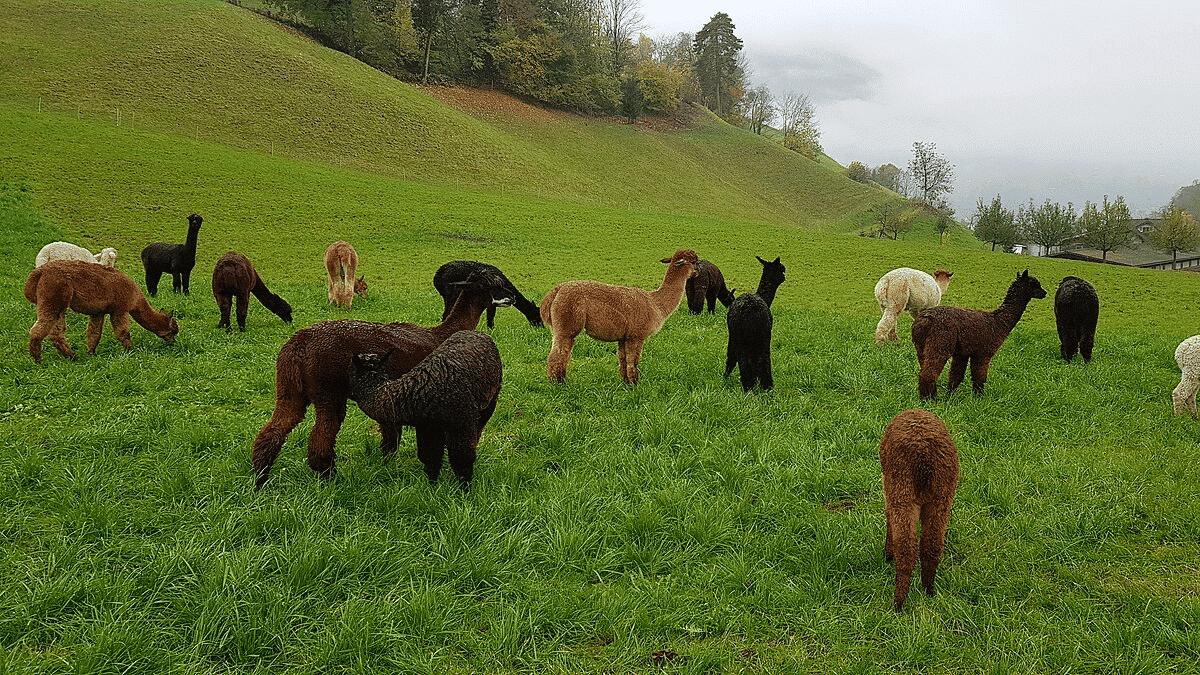 Alpaca farm 
