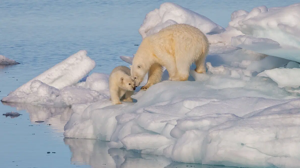 mother and her cub