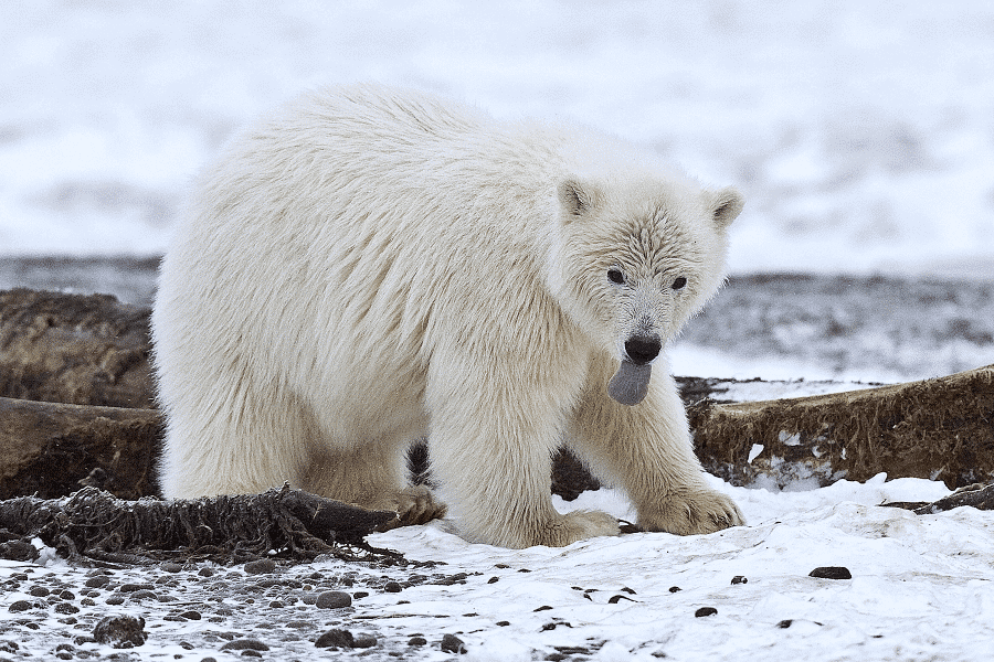 Polar bear image 