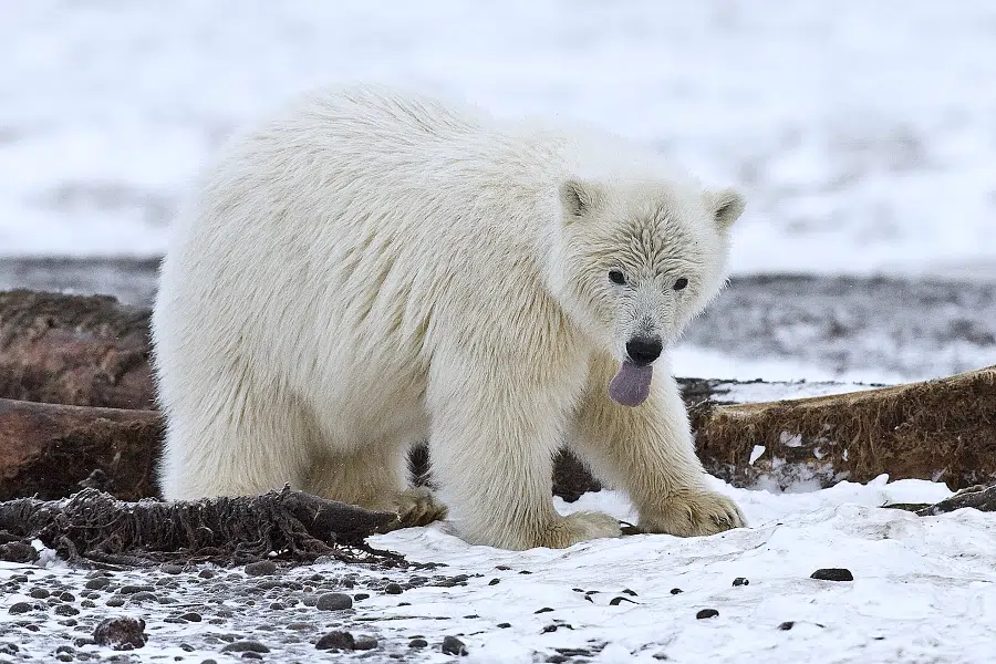 Polar bear image