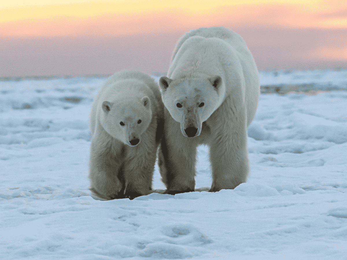 Polar bear and cub 