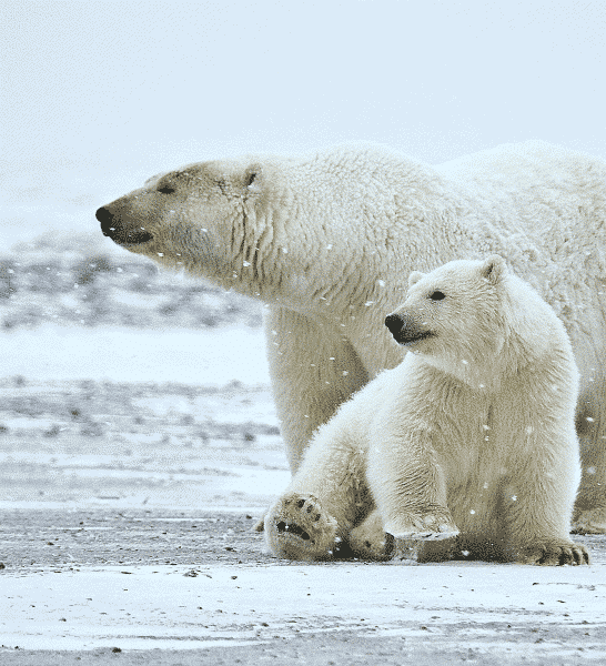 Animals and Wildlife in Ontario