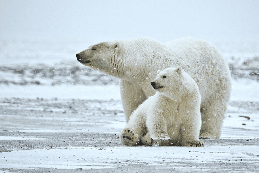 Polar bear and its cub 