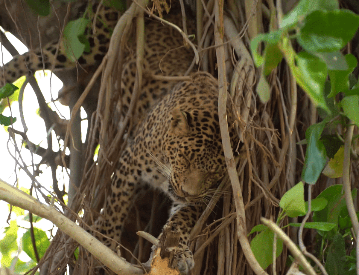 Leopard stuck in tree