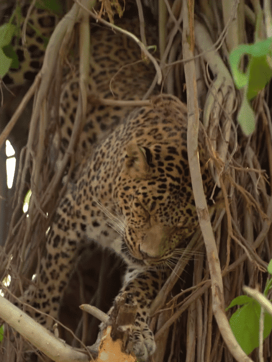 Watch the Rescue of a Leopard Trapped in Wire on a Tree