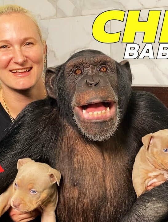 Watch: Chimpanzee Babysits Puppies