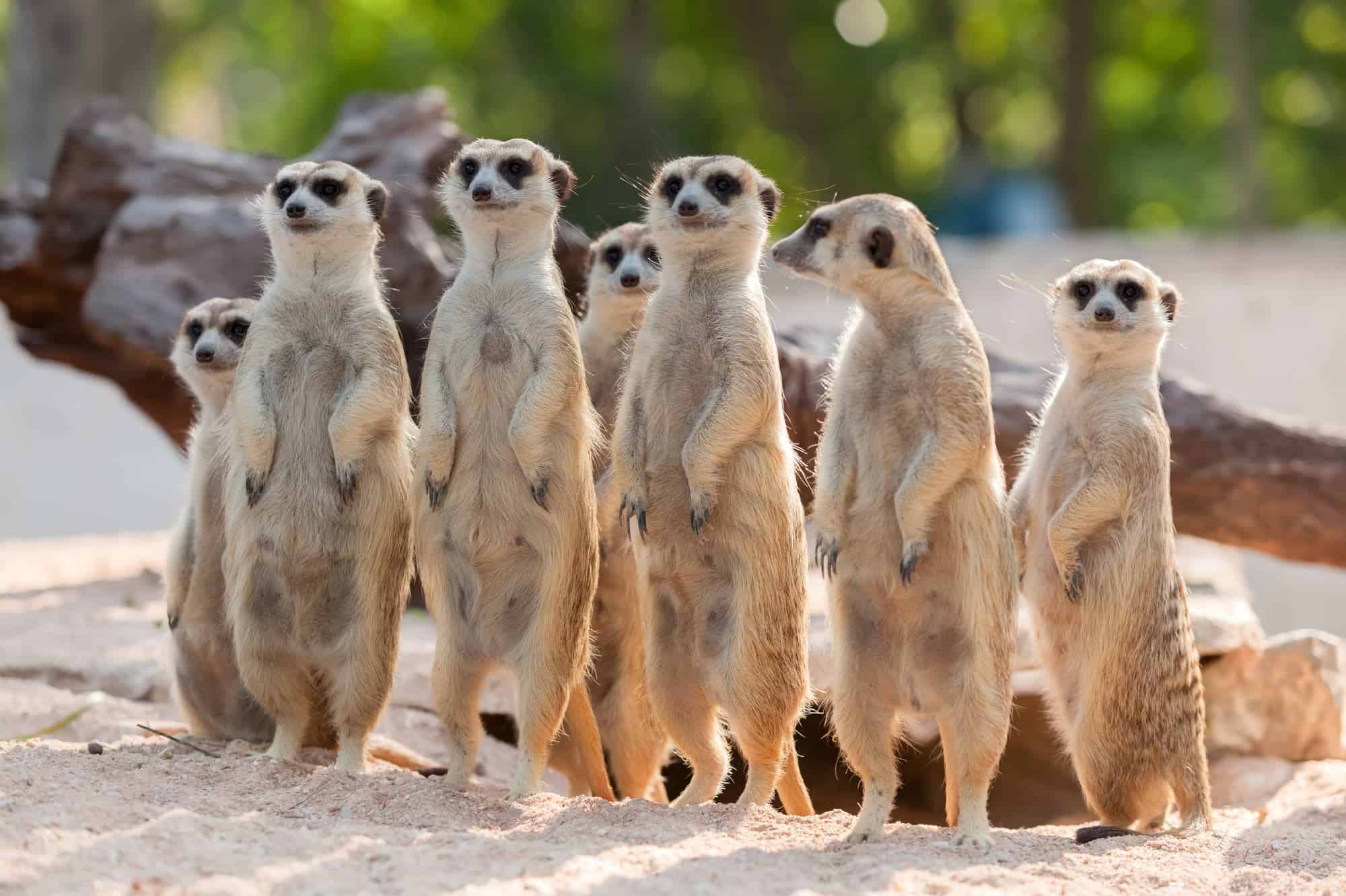 Meerkat mob
