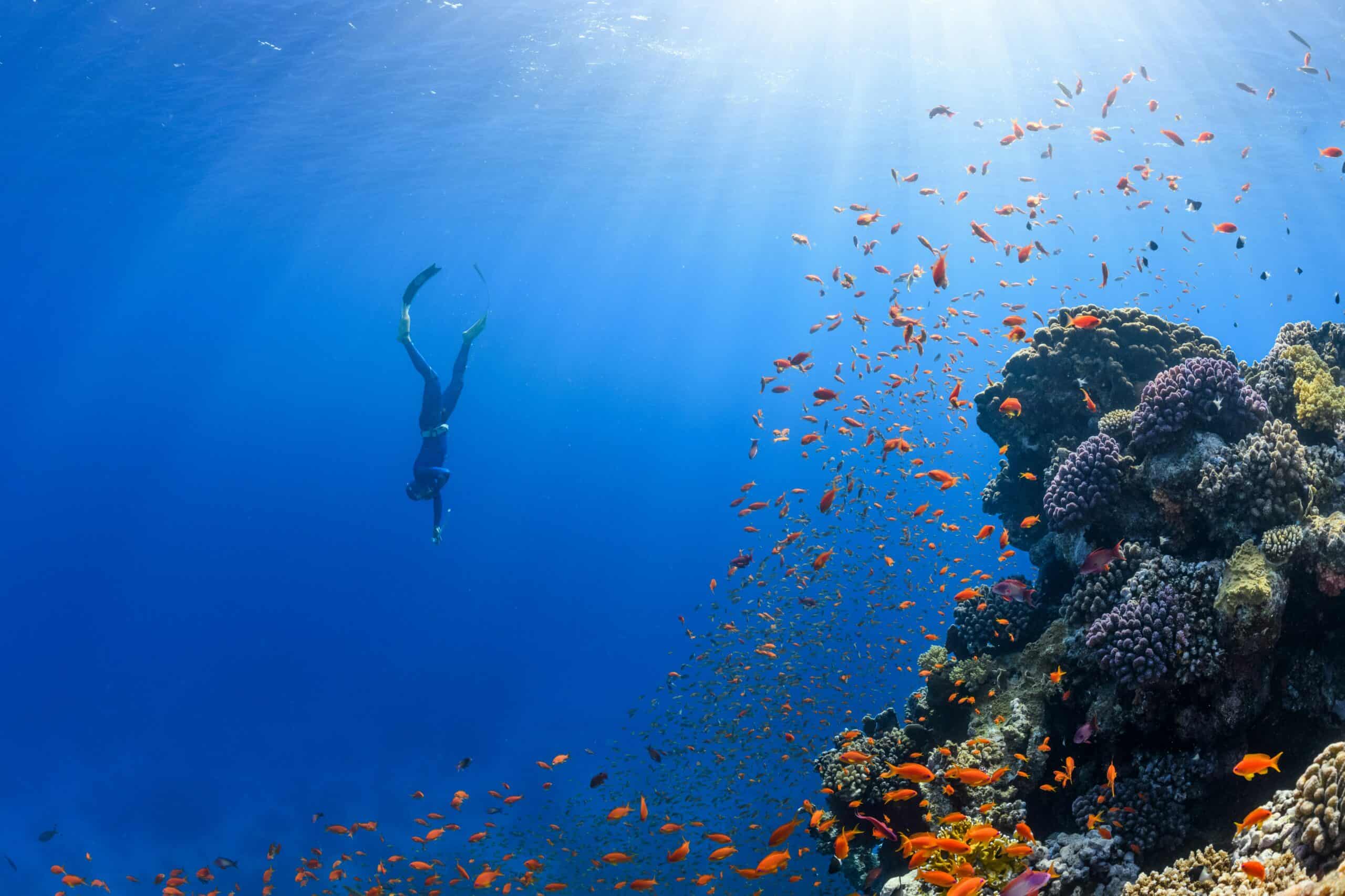underwater photography