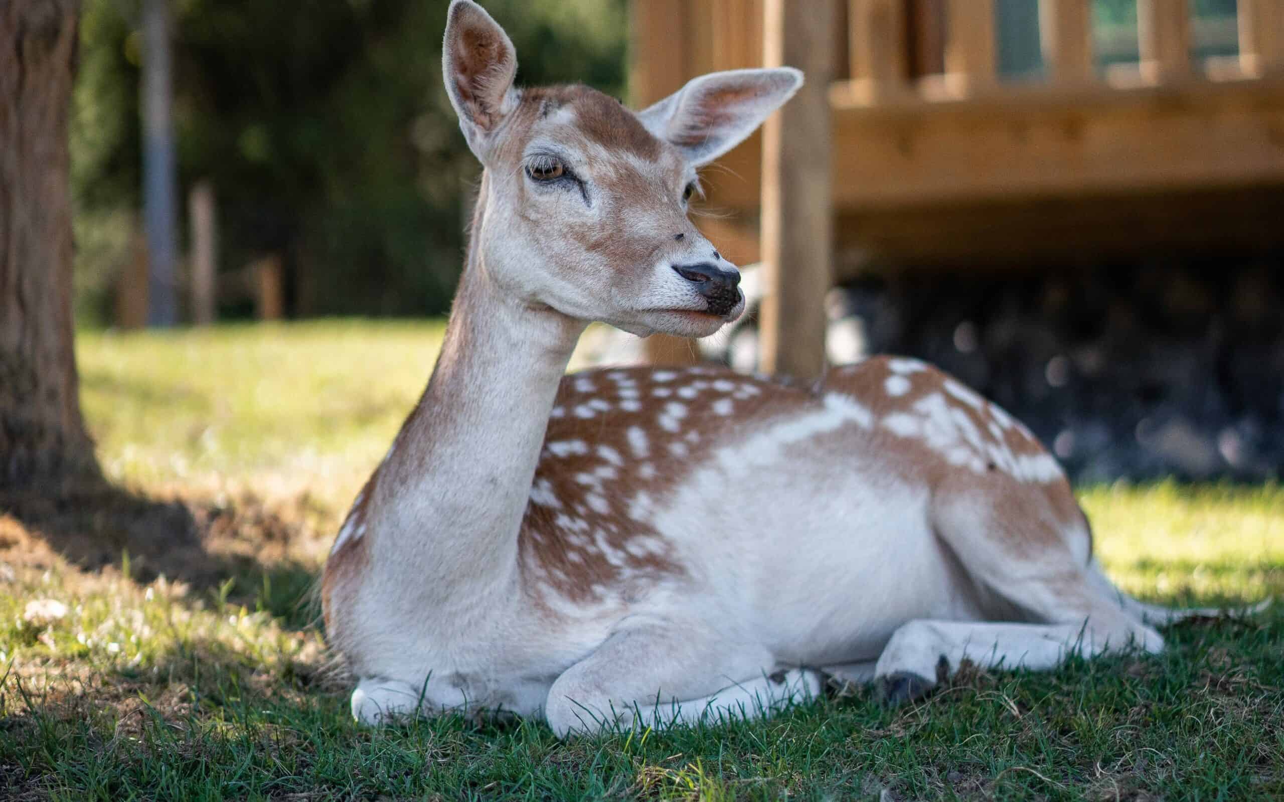 Bear Tries to be Friends with Baby Deer