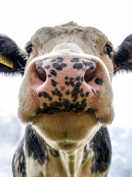 Breaking News: Science Proves that Cows have Best Friends and Get Upset when Seperated from them