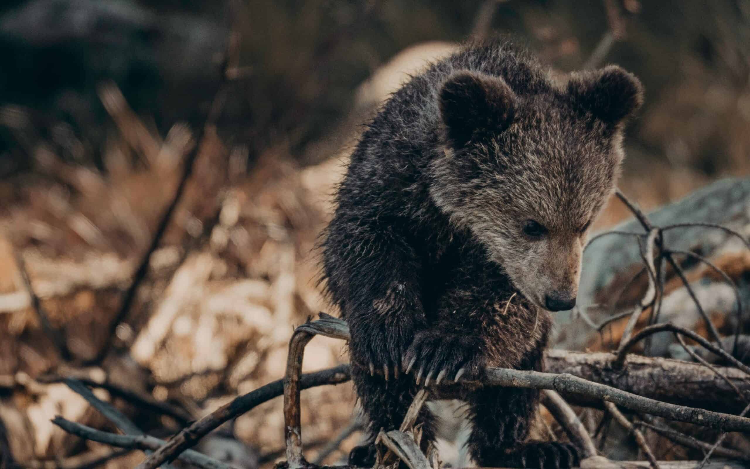 Bear Tries to be Friends with Baby Deer