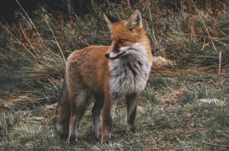 Sleepy Fox Found On A Bus In London