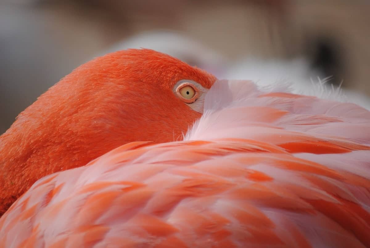 Flamingo