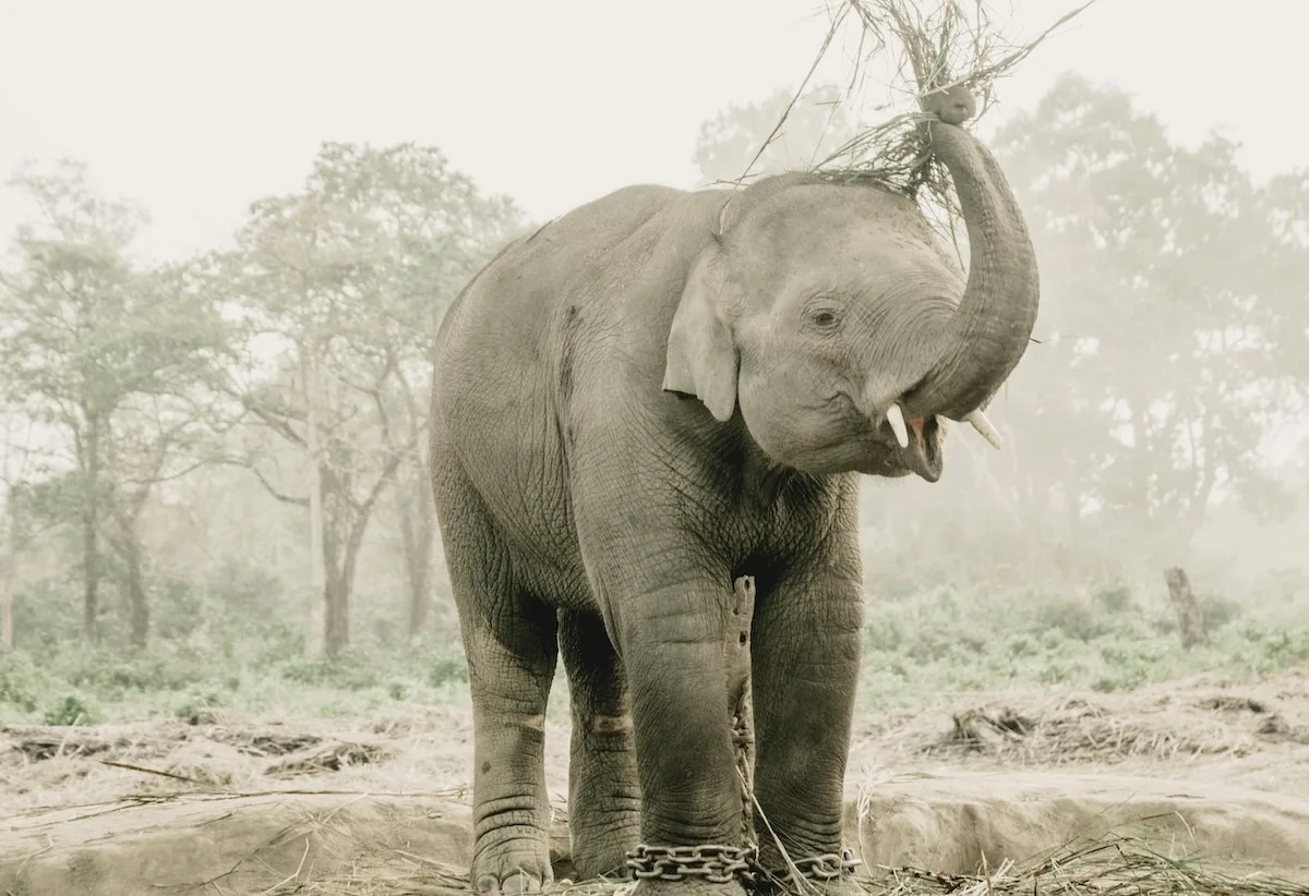 Asian elephant
