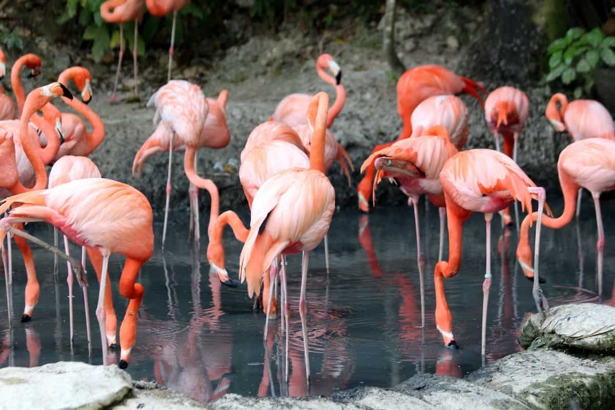 Group of Flamingos