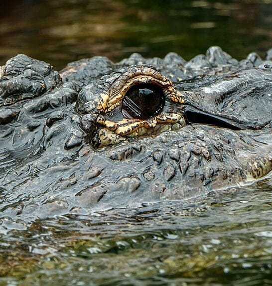 The Most Gigantic Alligator Ever Spotted in the South