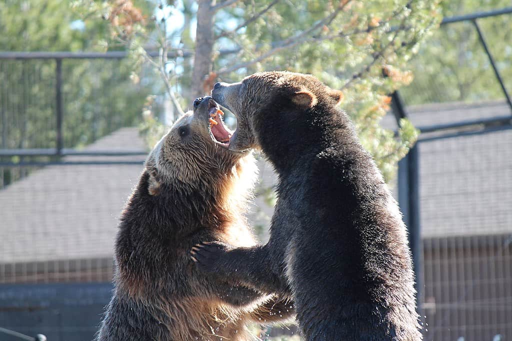 Fighting Grizzlies