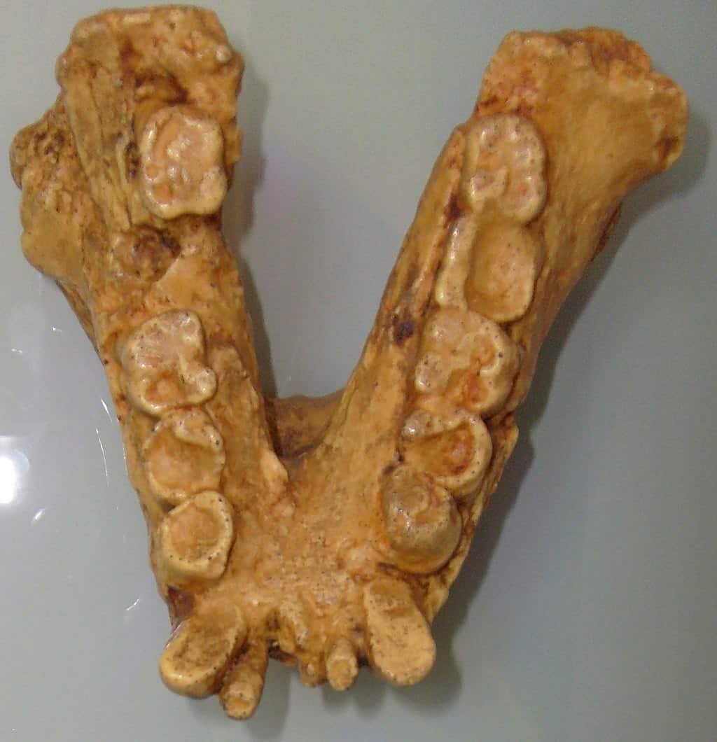 Gigantopithecus jaw