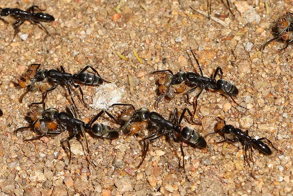 Matabele Ants