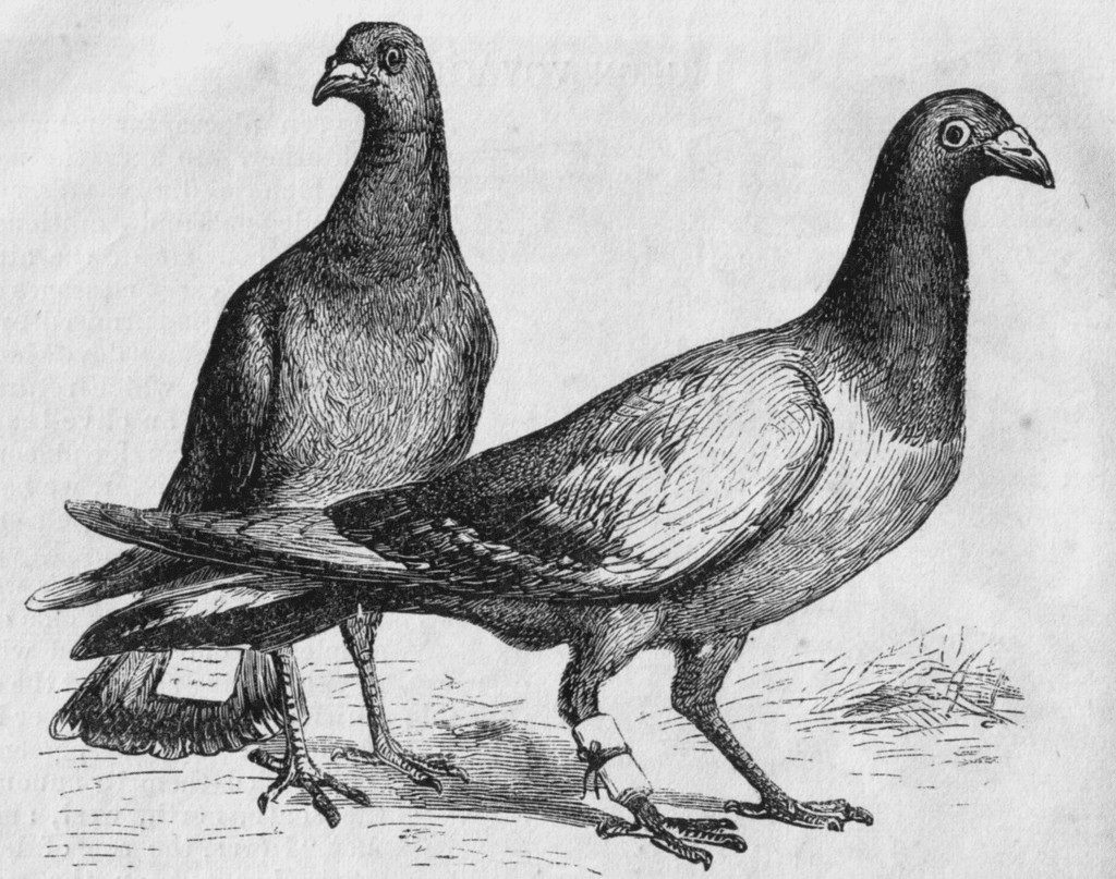 Carrier Pigeons