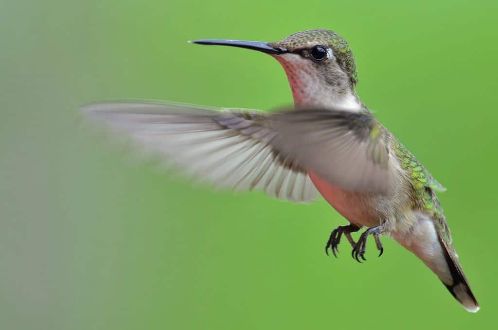 Hummingbird