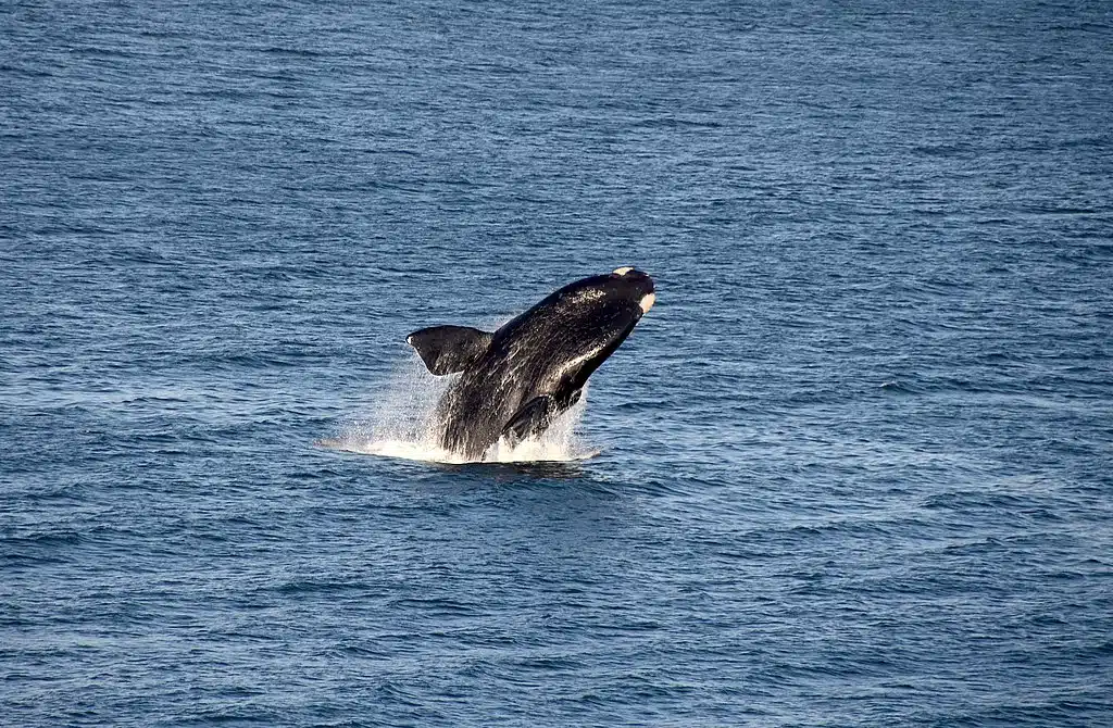 southern right whale