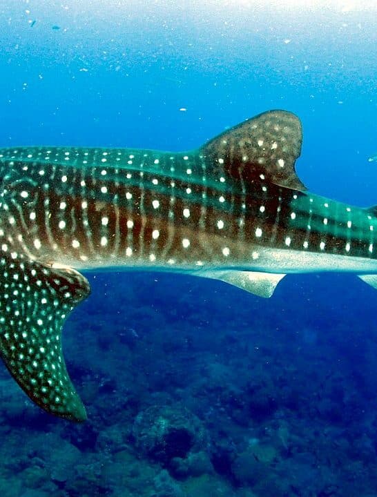Cape Town’s Unexpected Visitor: A Juvenile Whale Shark