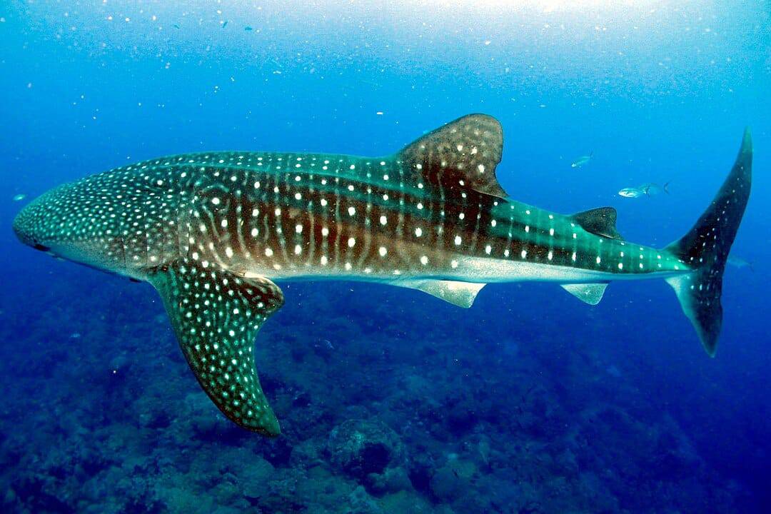 Whale shark swimming in blue water
