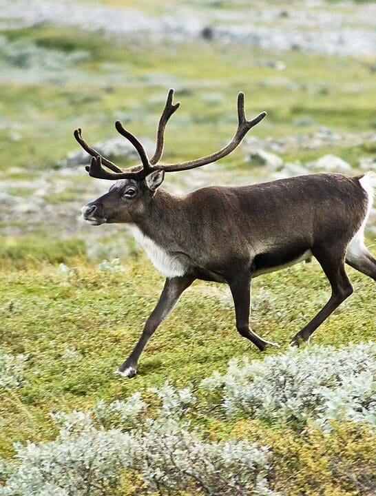 How Reindeer Grazing Plays A Role in Climate Change Mitigation