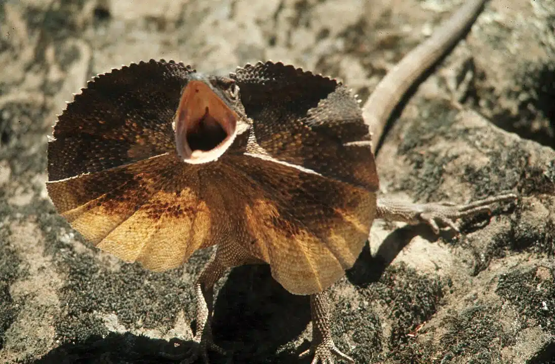 Le lézard à volants