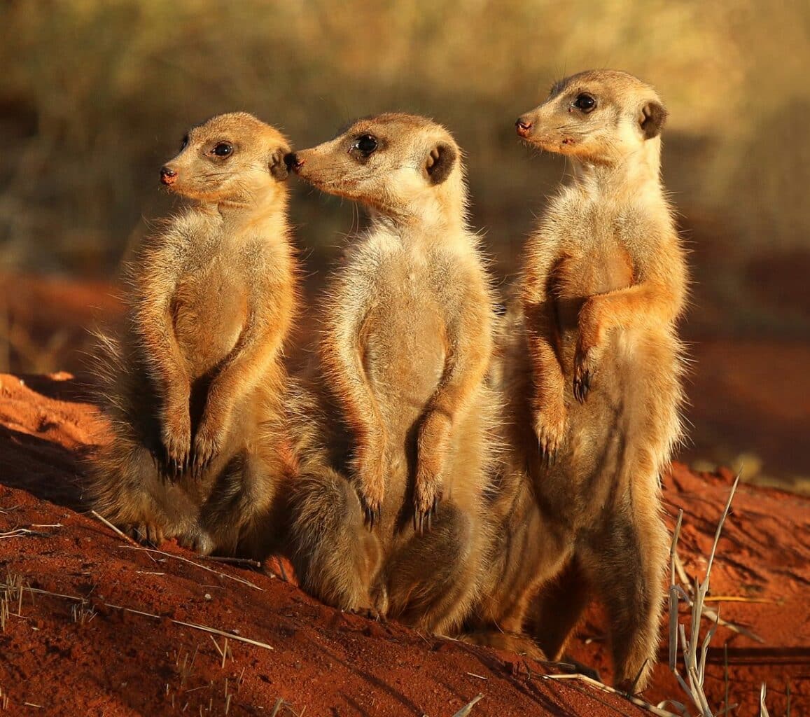Three meerkats seated upright.