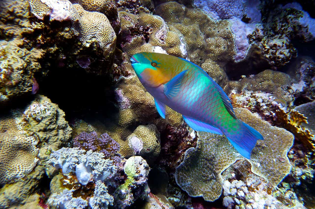 parrotfish