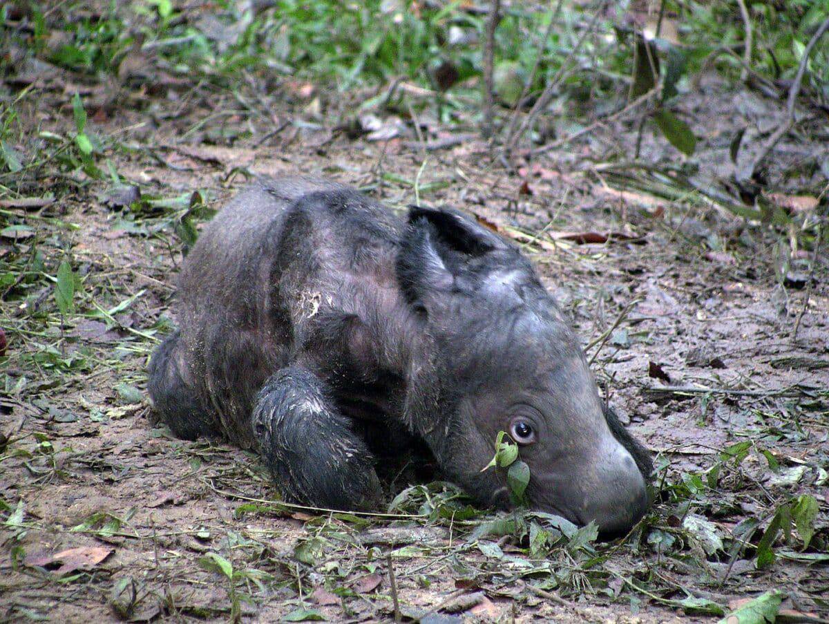 Newborn Sumatran Rhino