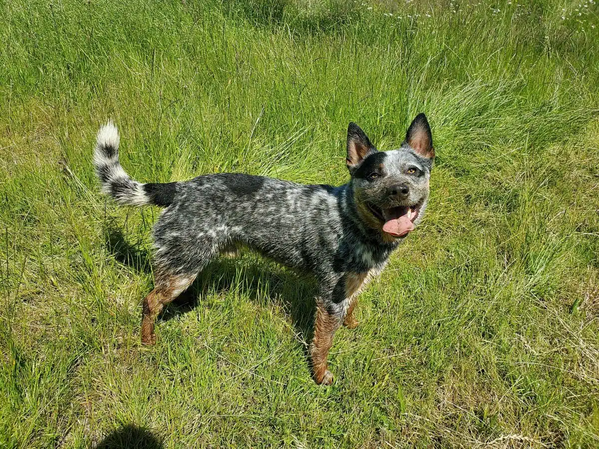 australian cattle dog