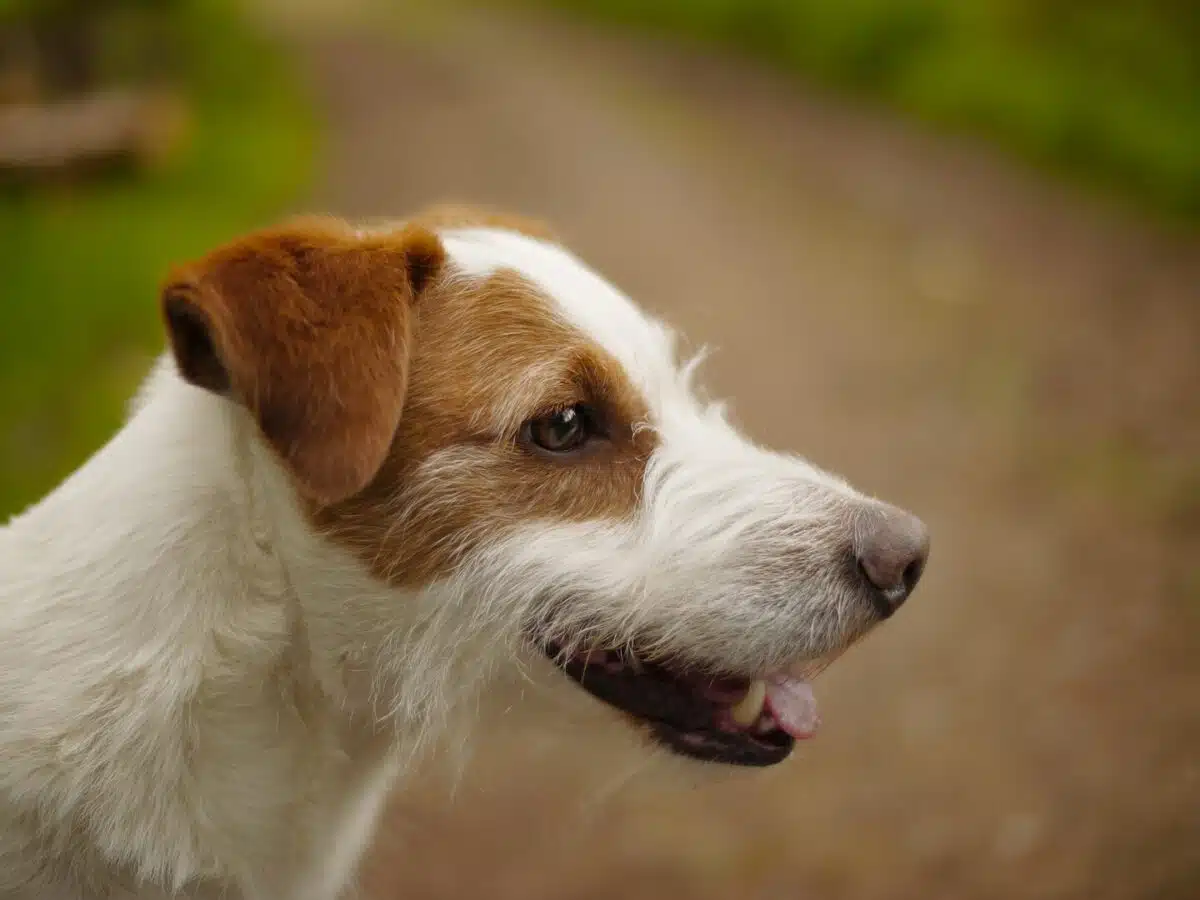 jack russel