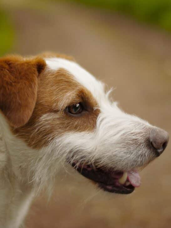 Discover The 5 Best Dog Breeds for Snake Control in New York