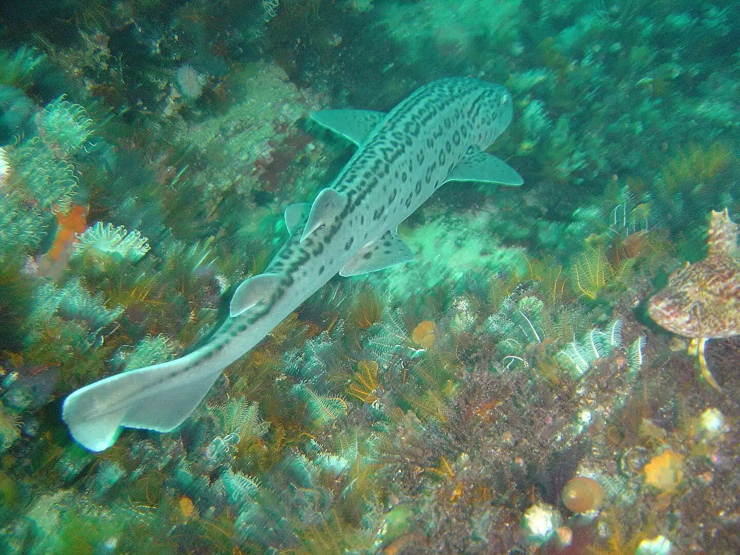 Leopard catshark