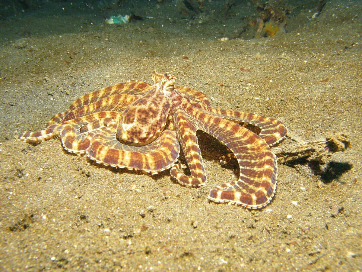 Mimic octopus