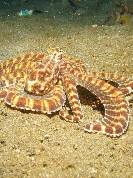 Watch: The Incredible Shape-Shifting Mimic Octopus