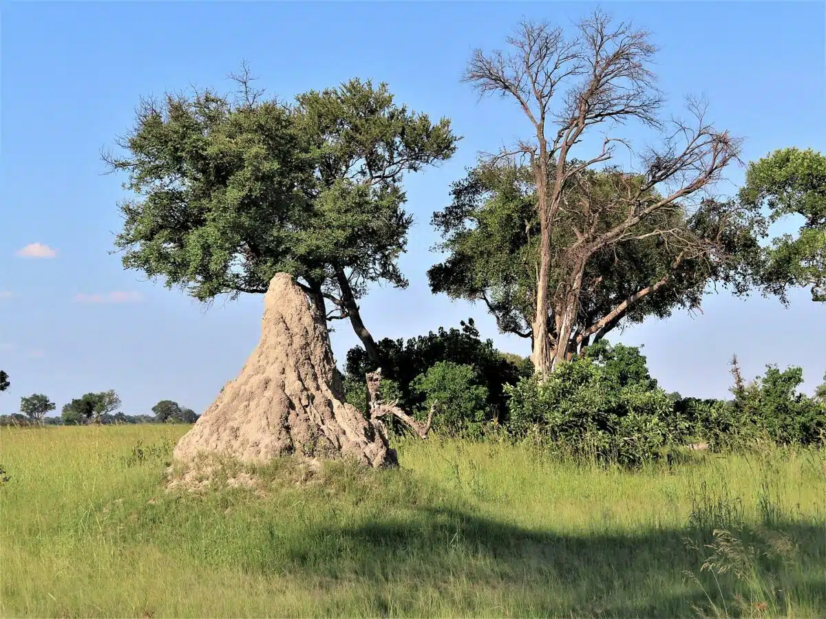 Termite mound Okavango delta