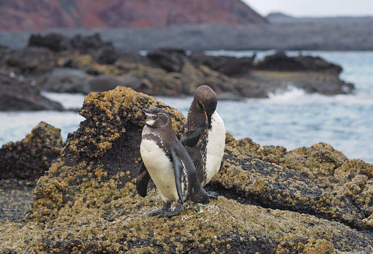 Galapagos Penguin - Spheniscus mendiculus