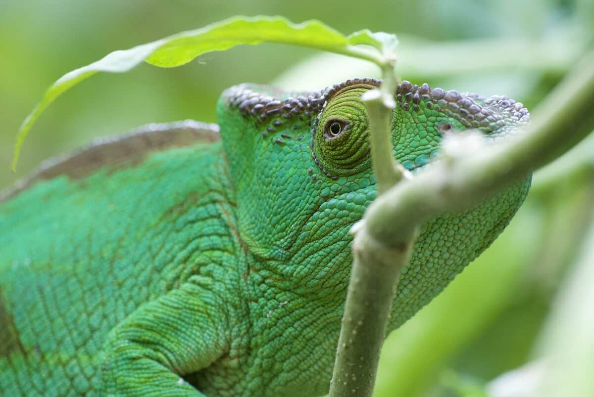 Chameleon