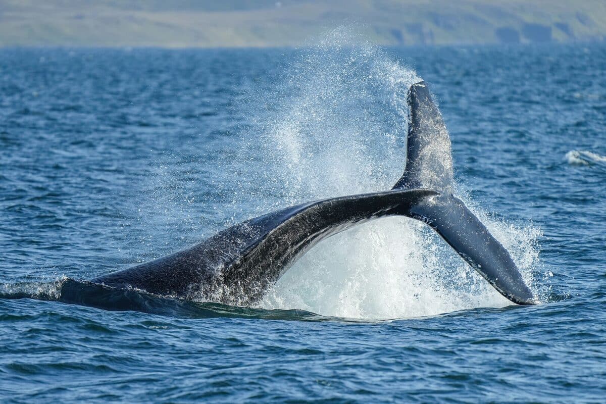 Humpback whale tail