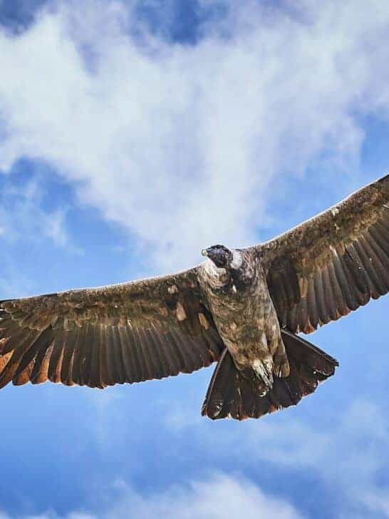 Watch: The Andean Condor, Royalty of the Andes Mountains
