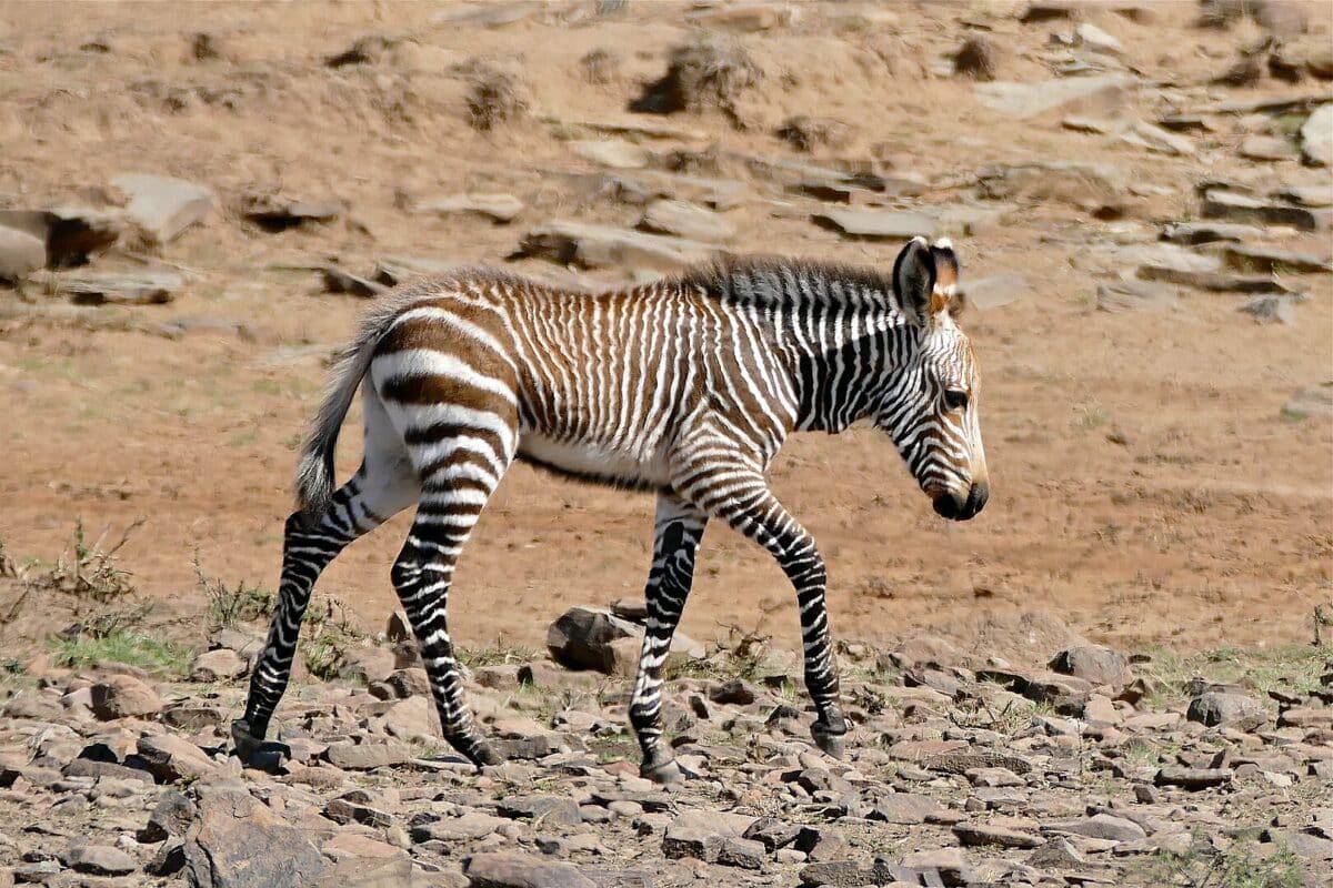 Cape Mountain Zebra Foal