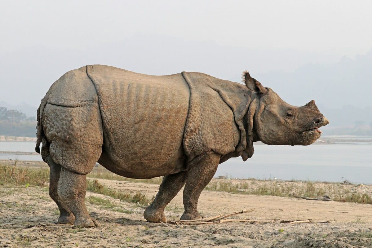 Indian Rhino