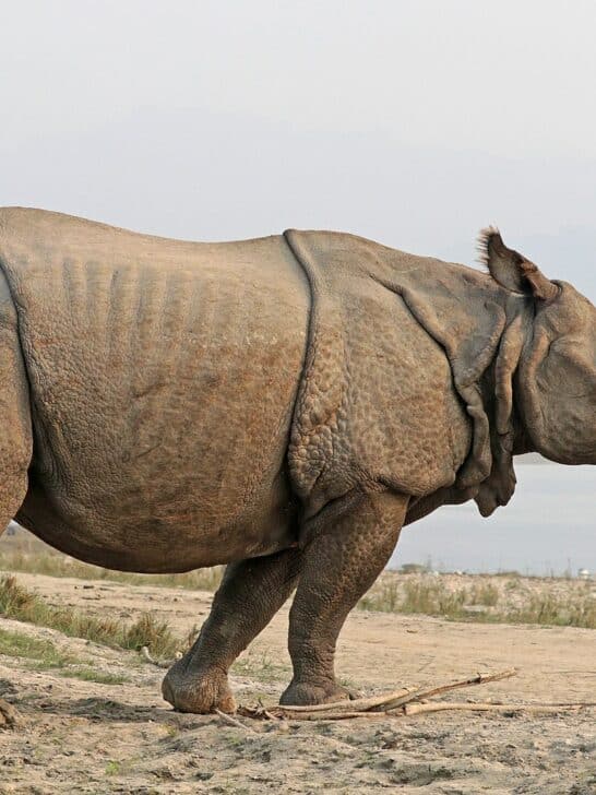 An Overview of the Five Rhino Species