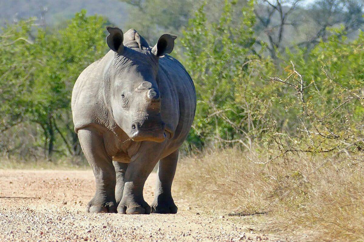 White rhino