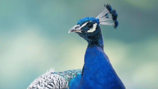 California Town Being Invaded By Peacocks