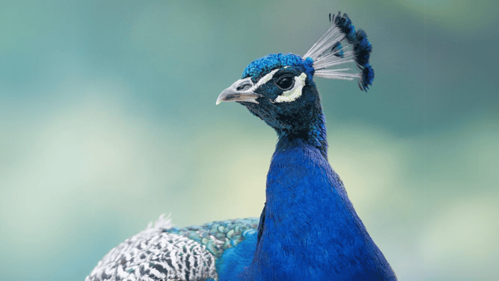 California Town Being Invaded By Peacocks